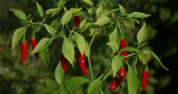 Thai chili peppers